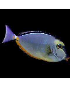 Naso Tang Large