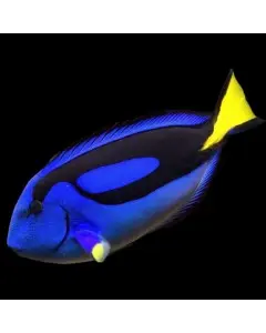 Regal Tang Small