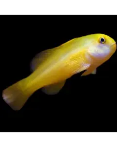 Yellow Coral goby