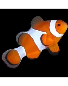 Clownfish
