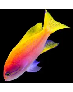 Scribbled Anthias