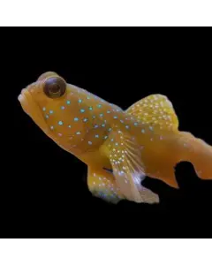 Yellow watchman goby