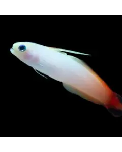 Red firefish goby
