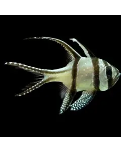 Banggai cardinal