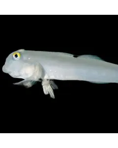 Chalk goby