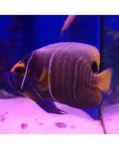 Blue Face Angelfish Small