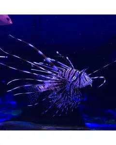 Lion fish Large 