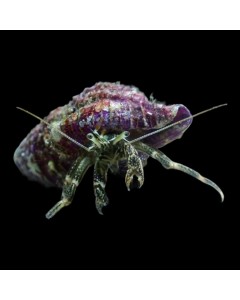 Rock Hermits crab x4