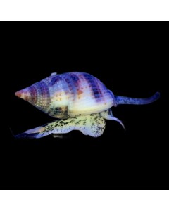 Nassarius snails x4