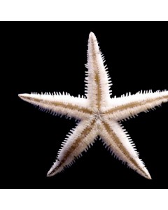 Sand sifter starfish