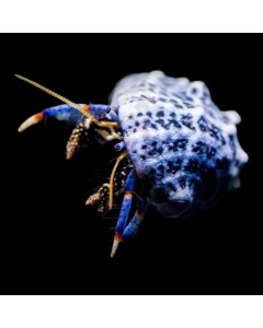 Dwarf Blue Leg Hermits (4 Pack)