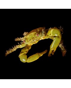 Emerald Crab (Single)