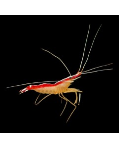 Skunk Cleaner Shrimp (Single)