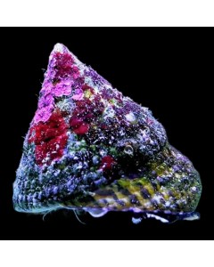 Black Foot Trochus Snail (Single)