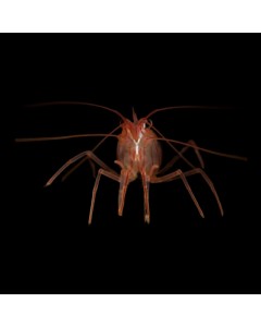 True Peppermint Shrimp (Lysmata wurdemanni) (Single)