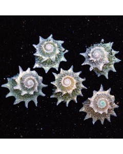 Spiny Astrea Snails (4 Pack)