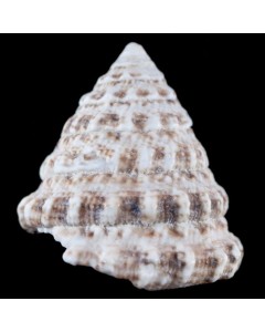 Turban Snails (4 Pack)