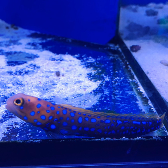 Blue spot jawfish Finest Aquatics