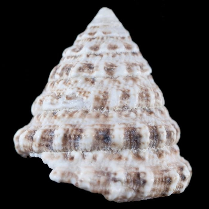 Turban Snails (5 Pack) Finest Aquatics