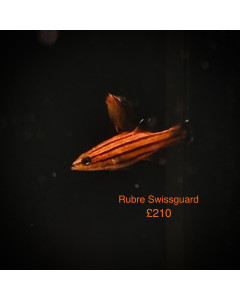 Rubre Swissguard