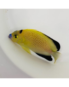 Goldflake Angelfish Hybrid