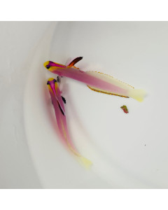 lilac Firefish