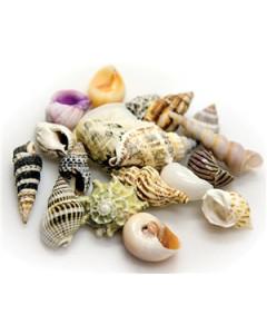 Hobby Snail / Crab Shell Set Large Shells 5 pcs